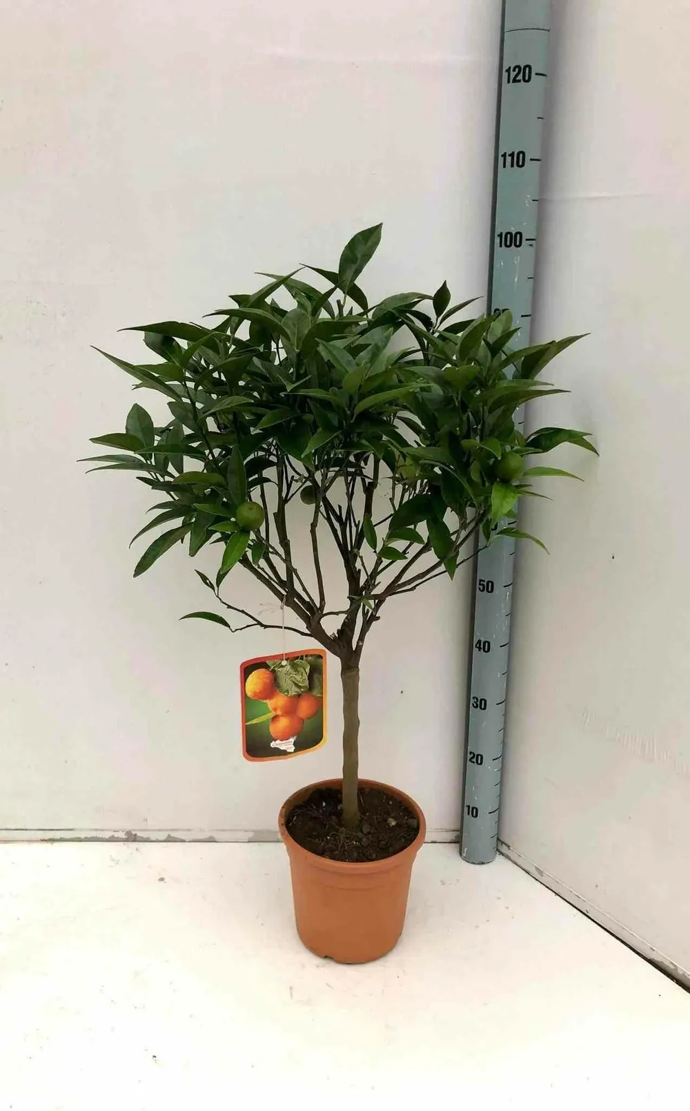 Citrus clementina (syn. Citrus reticulata) pot 230l - 175/200cm - péri 50/60